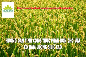 Hướng dẫn tính công thức phân bón cho lúa có hàm lượng Silic cao