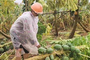 Phương án hồi sinh, giải cứu cho cây trồng sau khi bị ngập úng, lũ hụt 