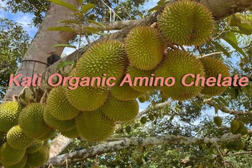 Kali Organic Amino Chelate - Tự phối trộn phân tưới cho cây sầu riêng