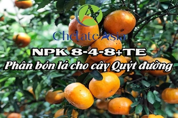 NPK 8-4-8+TE – Phân bón lá cho cây Quýt đường