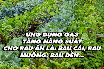 Ứng dụng GA3 tăng năng suất cho rau ăn lá: rau cải, rau muống, rau dền...