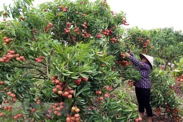 Sử dụng các chất điều hòa sinh trưởng giúp thu hoạch vải thiều không xuể