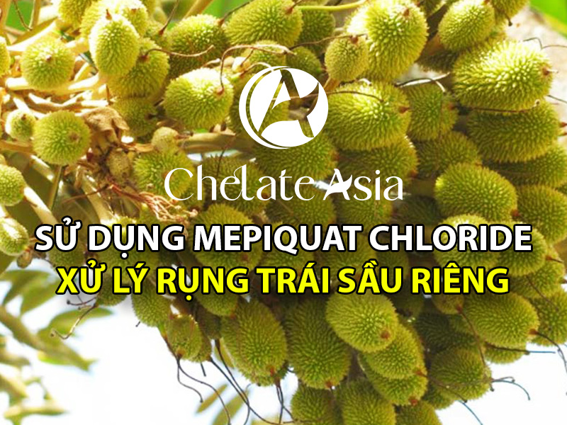 Sử dụng Mepiquat Chloride, Lân 86, KOH để xử lý rụng trái sầu riêng hiệu quả cao