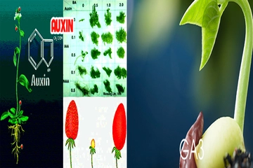 Sự khác biệt giữa gibberellin và auxin là gì?