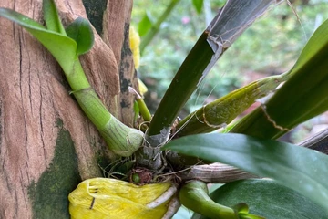 BUD KIEKI PRO - 'Siêu kích chồi - Chấm đâu, ra chồi ở đấy” bạn đã biết sản phẩm này chưa?