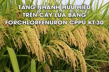 Tăng nhánh hữu hiệu trên cây lúa bằng Forchlorfenuron CPPU KT-30