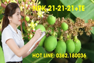 NPK 21-21-21+TE Công thức phân bón lá để chạy trái xoài non!