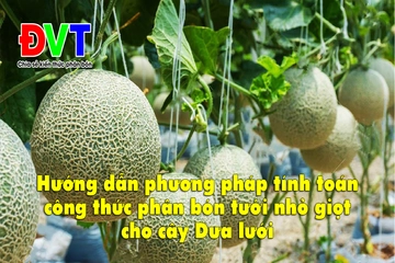 Hướng dẫn phương pháp tính toán công thức phân bón tưới nhỏ giọt cho cây Dưa lưới