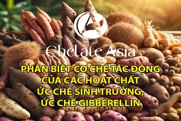 Phân biệt cơ chế tác động của các hoạt chất ức chế sinh trưởng, ức chế gibberellin