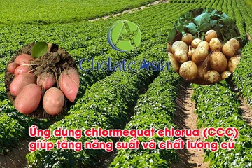 Ứng dụng chlormequat chlorua (CCC) giúp tăng năng suất và chất lượng củ