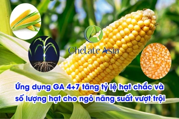 Ứng dụng GA 4+7 tăng tỷ lệ hạt chắc và số lượng hạt cho ngô năng suất vượt trội