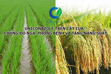 Tác dụng của Uniconazole trên cây lúa: Chống đổ ngã, phòng bệnh và tăng năng suất