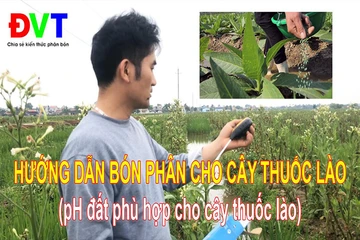 Video hướng dẫn bón phân đồng bộ cho cây thuốc lào, pH đất phù hợp với cây thuốc lào