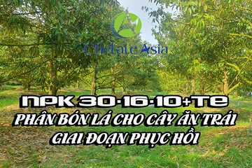 NPK 30-16-10+TE Phân bón lá cho cây ăn trái – Giai đoạn phục hồi