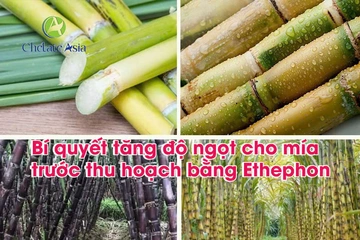 Bí quyết tăng độ ngọt cho mía trước thu hoạch bằng Ethephon