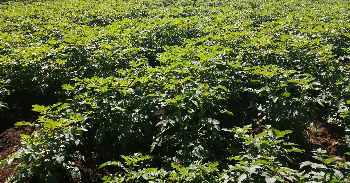 Ruộng khoai tây đang xanh tốt ở Kenya