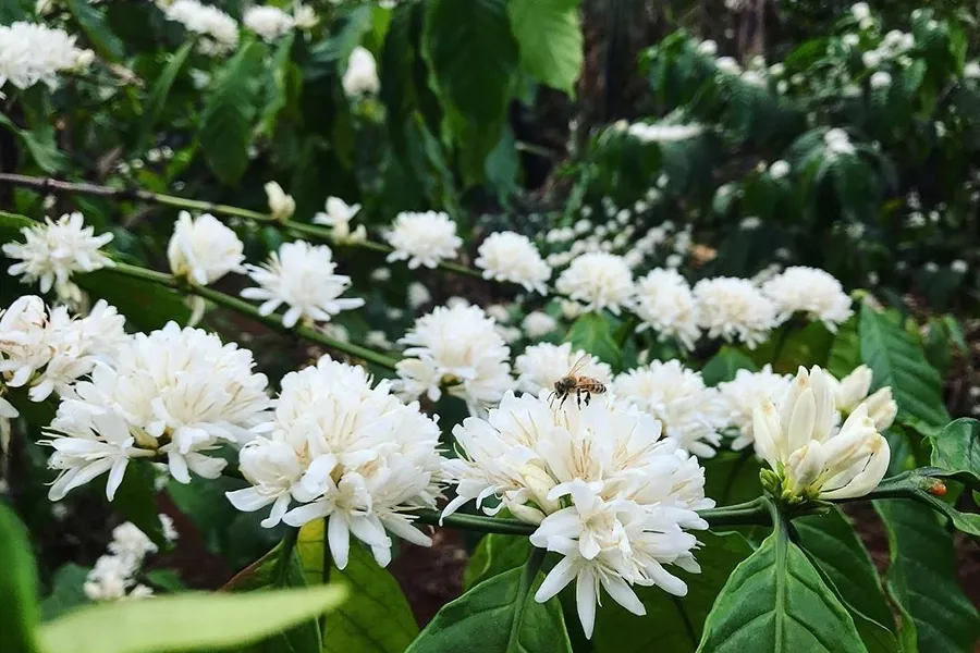 Tạo mầm hoa