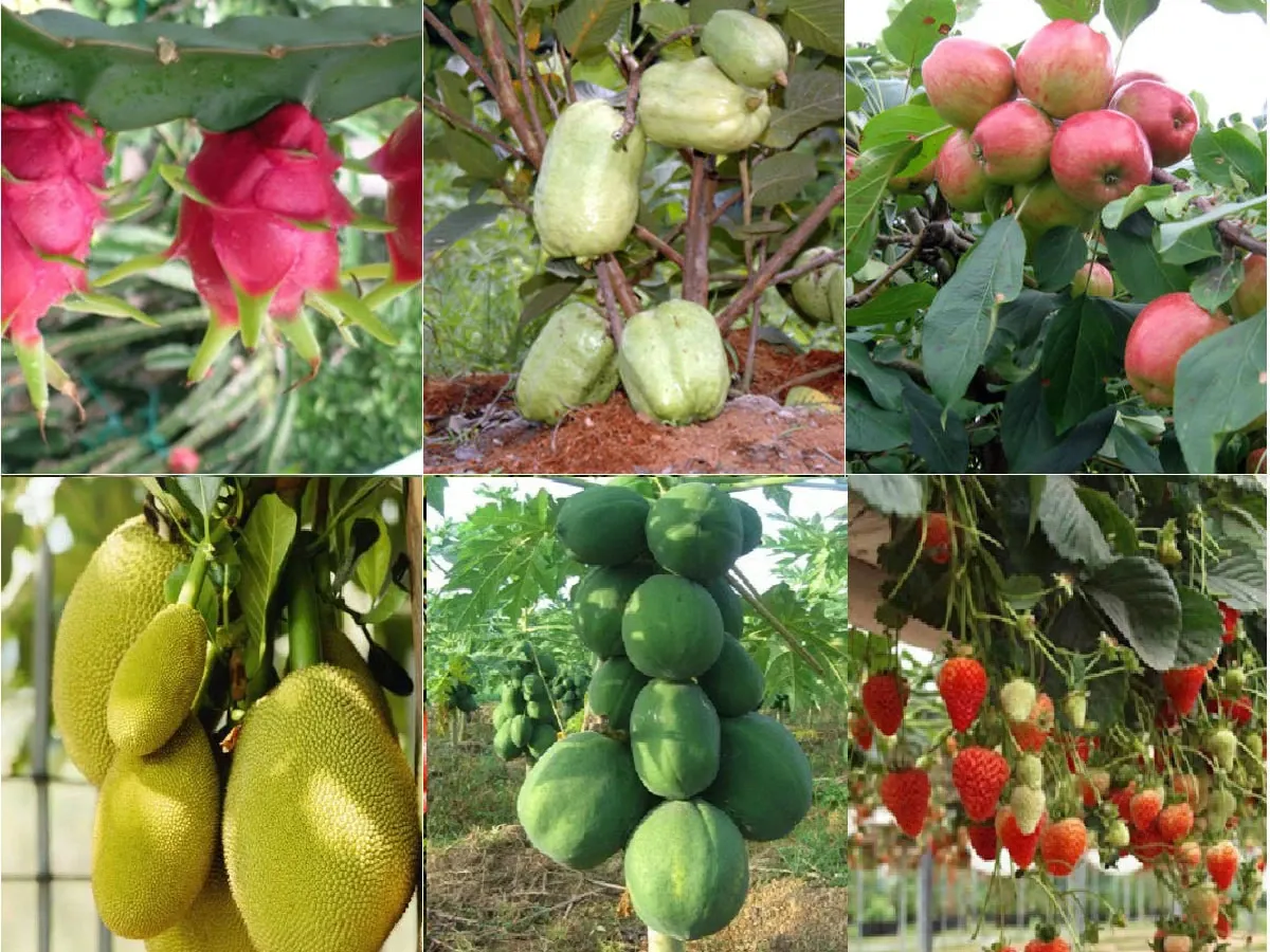 Ứng dụng của zeatin trong cải thiện sức sống và năng suất cây ăn quả