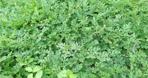 Ruộng dưa hấu đang ra hoa, dây phủ kín luống