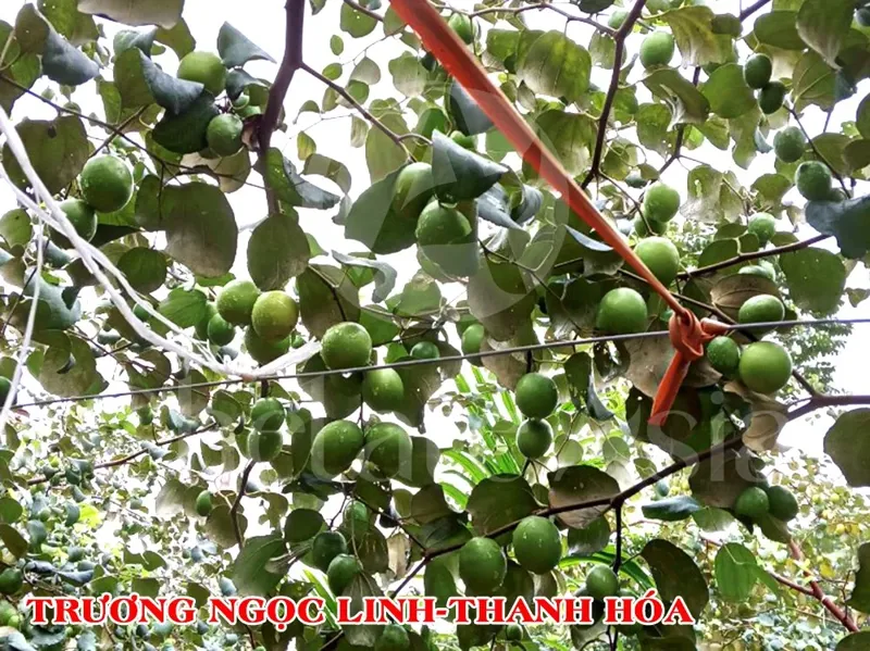 Hình ảnh táo sử dụng GA3, CPPU, Silicon 69, K2SO4 quả nhanh to và ngọt - KH Trương Ngọc Linh