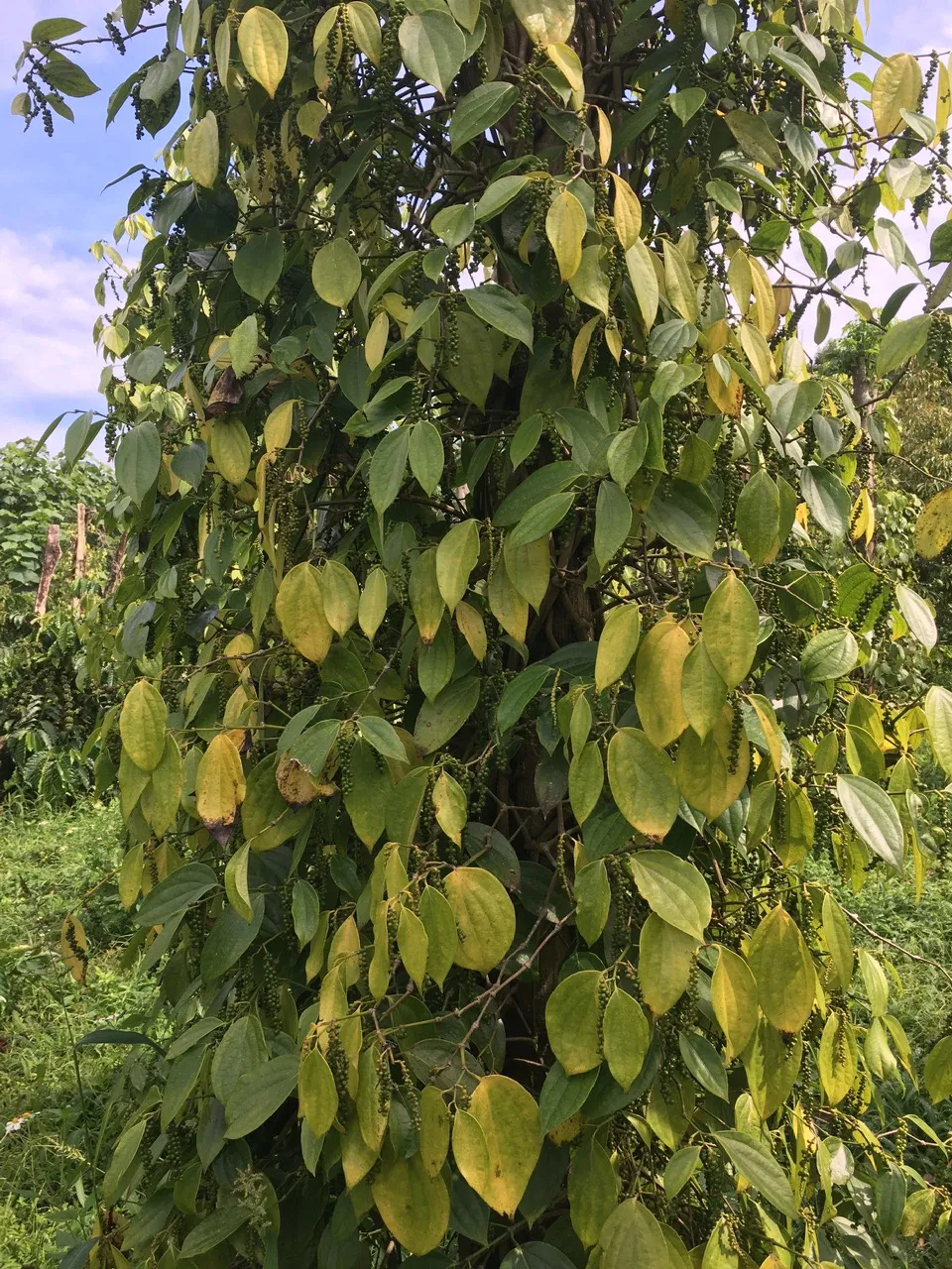 Đỗ Văn Tấn