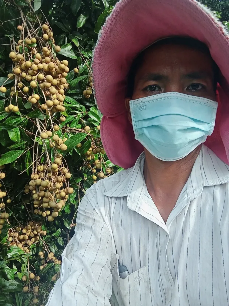 Hình ảnh cây nhãn có sử dụng công thức to quả giúp năng suất tăng cao - KH Trần Quốc Việt