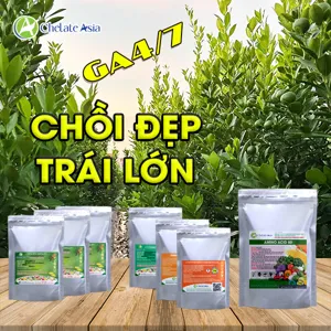 Bộ nguyên liệu Combo quất (tắc) GA4-7 gồm GA4+7, DA-6, Nitrophenolate, Amino Acid và chelate Mg, Zn