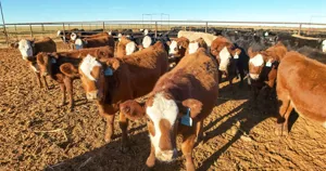 Đàn bò thịt trong trại vỗ béo ở bang New Mexico, Mỹ