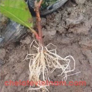 Auxin IBA-K 98% (Auxin 4-Indole 3-Butyric Acid Potassium) Kích thích ra rễ tan trong nước