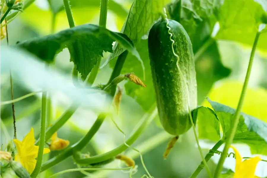 Humic kết hợp phân hữu cơ