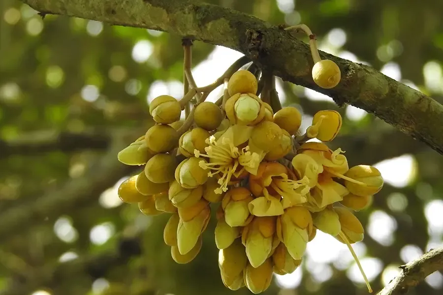 Kéo hoa sầu riêng