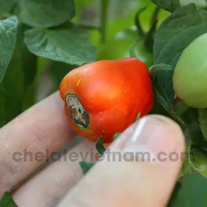 Canxi Chelate (Ca-EDTA-10) tan hoàn toàn trong nước (Bổ sung canxi, hạn chế thiếu canxi, hỗ trợ chắc quả)