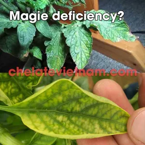 Magie Chelate (Mg-EDTA-6) tan hoàn toàn trong nước