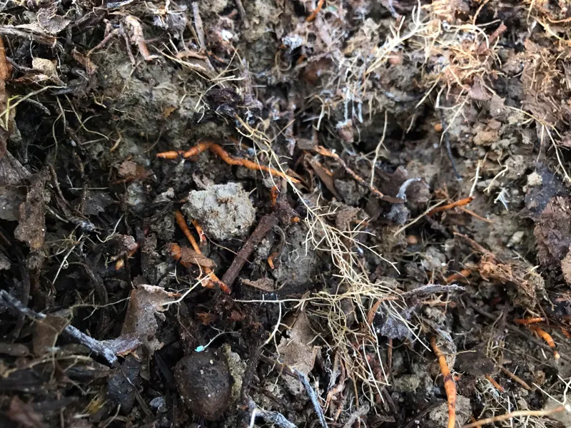 Hình ảnh sử dụng kích rễ T-root hồi phục cây sầu riêng của KH Nguyễn Tố