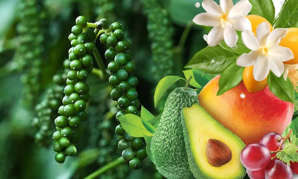 Cytokinin DA1 giúp cây phát triển mạnh, ra hoa, đậu trái, năng suất cao