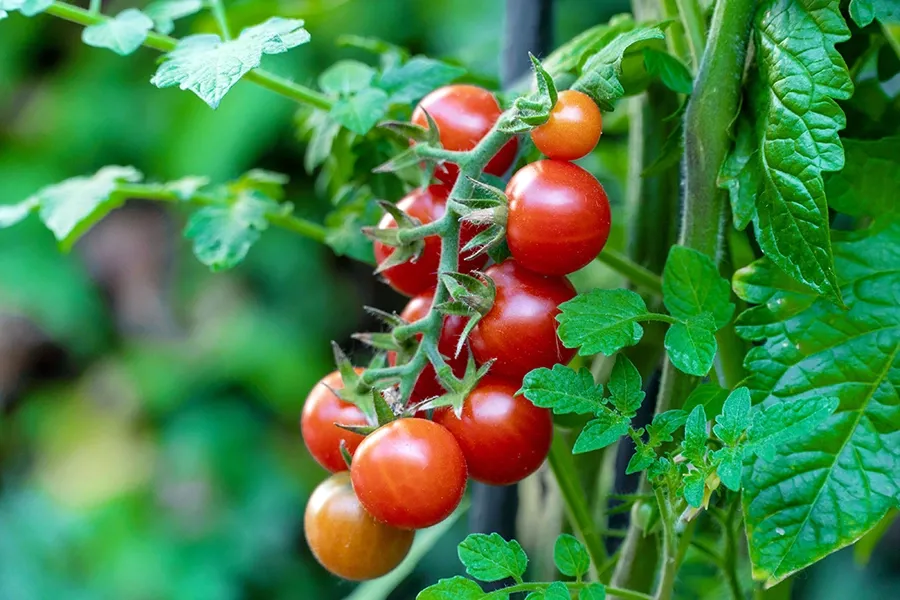 Tomato tree