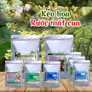 Bộ nguyên liệu Combo Kéo hoa gồm GA3 40%, DA-6, nitrophenolate, kẽm chelate, Solubor, axit amin và bột rong biển
