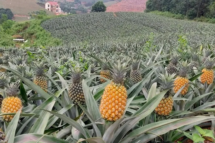 to trái dứa