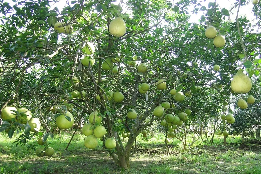 phục hồi cây lâu năm