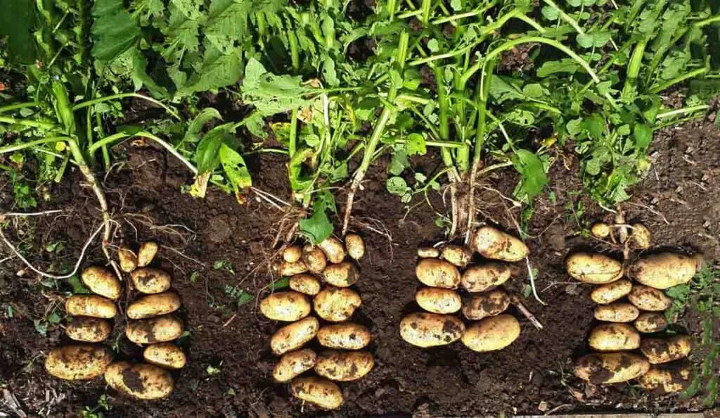 Trồng khoai tây tại nhà theo kinh nghiệm của chuyên gia | Farmvina Cây Kiểng