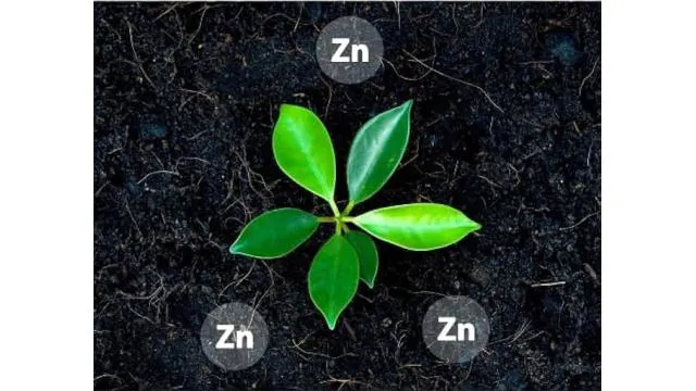 Paclobutrazol - Phân bón điều hòa sinh trưởng cây trồng
