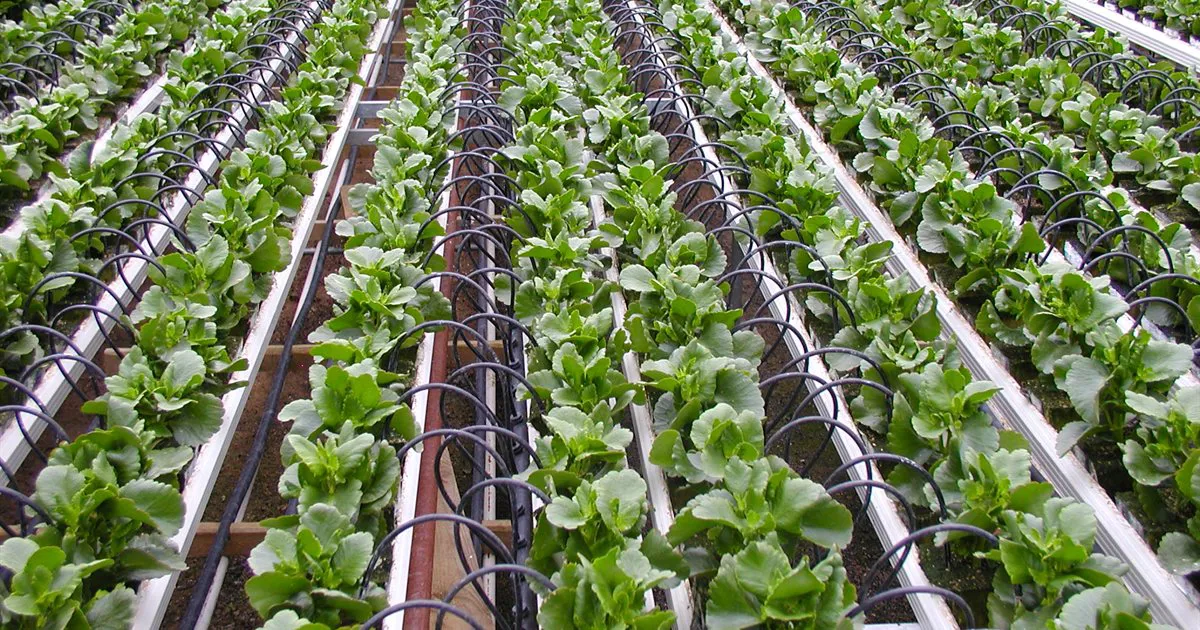 Hệ thống tưới nhỏ giọt với béc nhỏ giọt cắm gốc trong nhà màng
