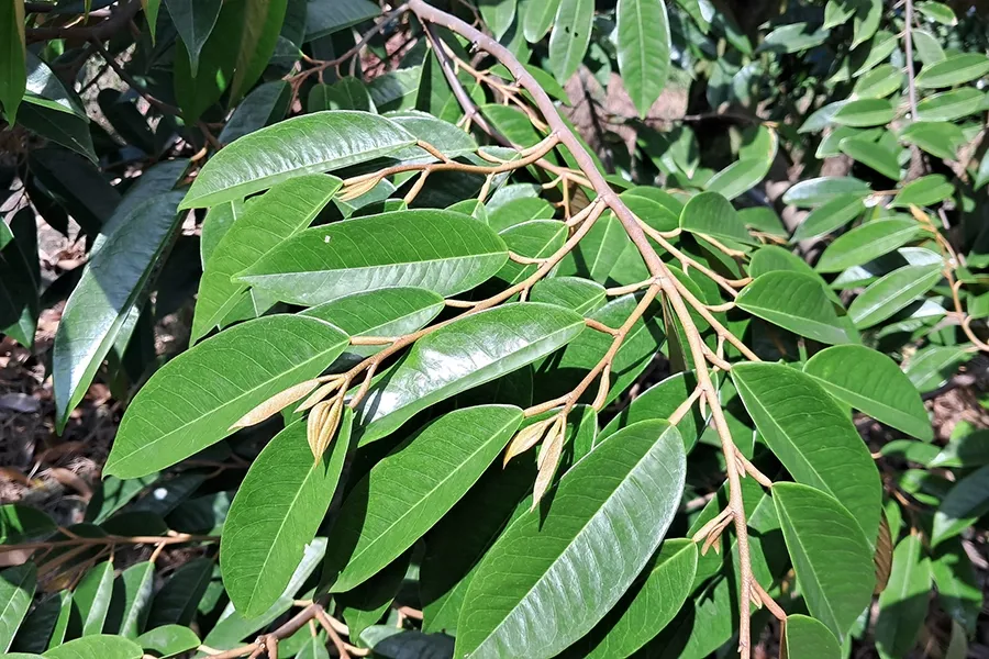 Lá xanh dày