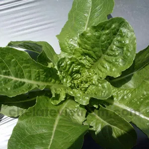 Canxi Chelate (Ca-EDTA-10) tan hoàn toàn trong nước (Bổ sung canxi, hạn chế thiếu canxi, hỗ trợ chắc quả)