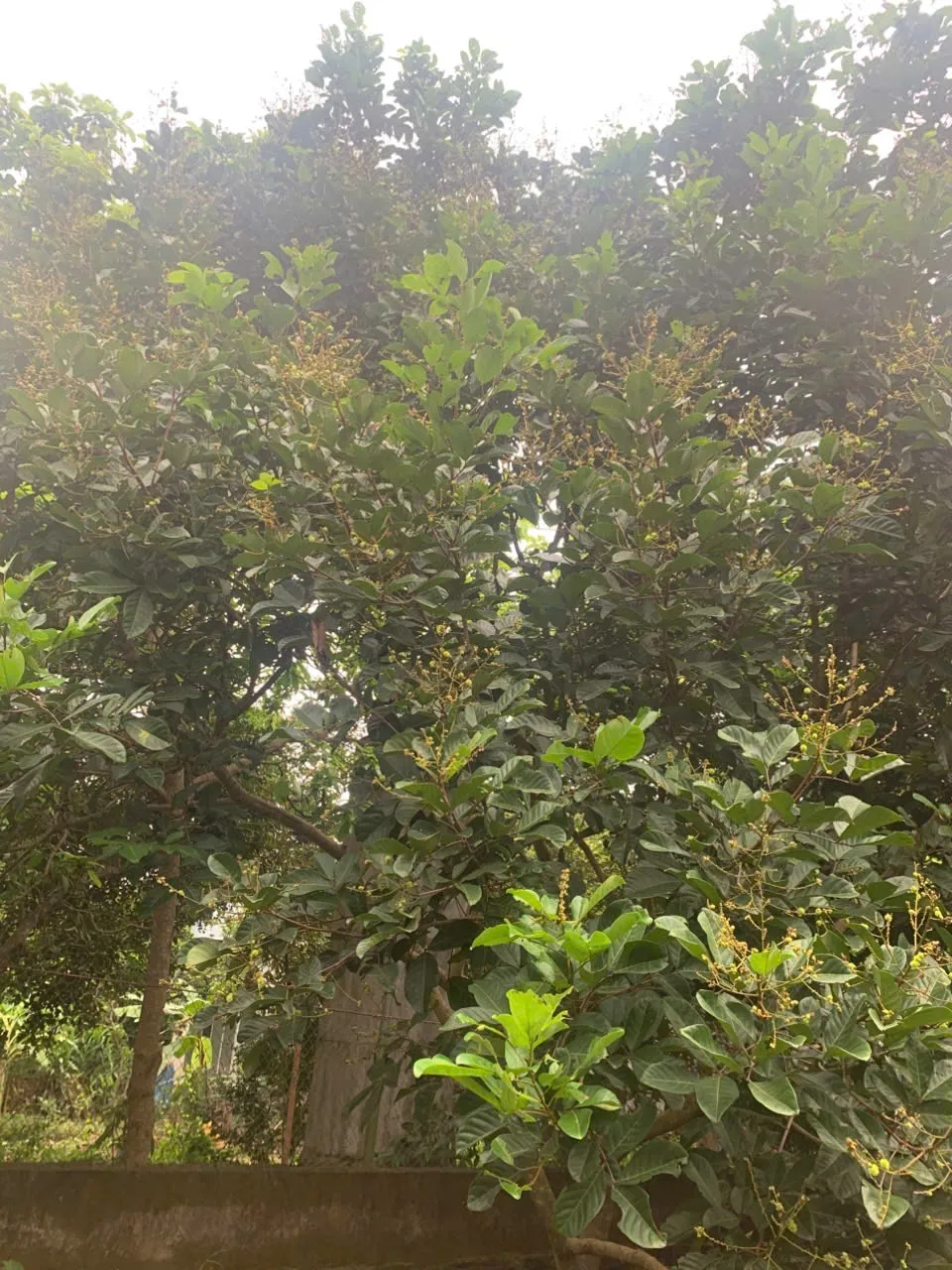 Chôm chôm Thái đậu chi chít