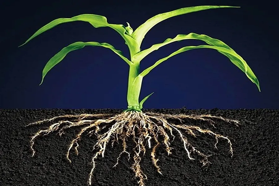 Humic kích rễ