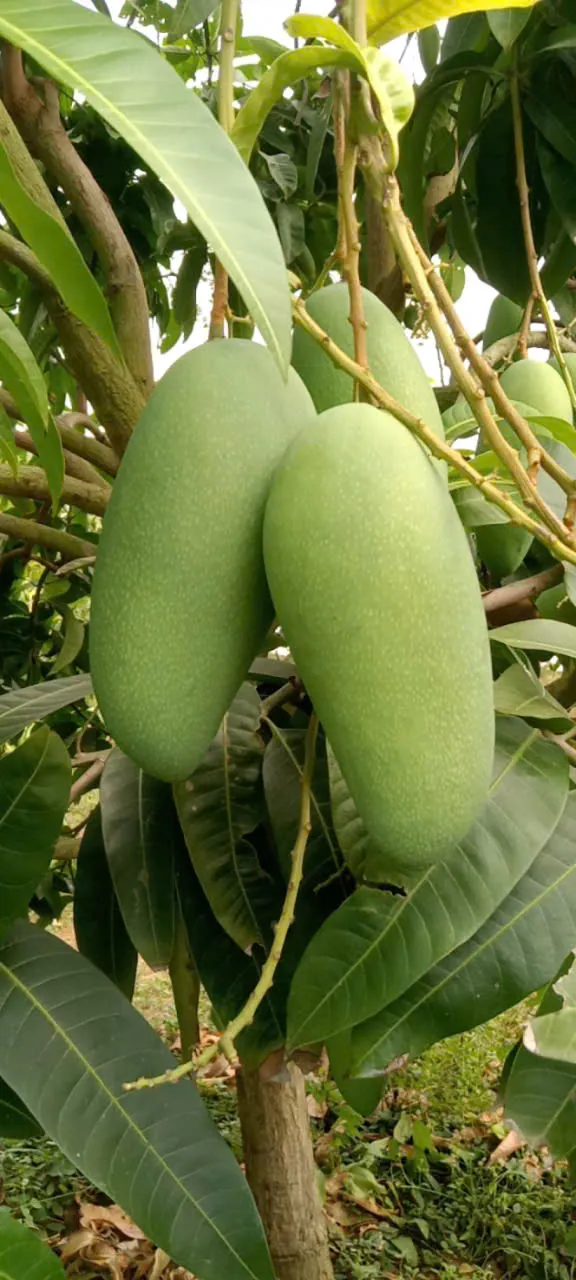 Minh Tấn Cảm