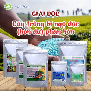 Bộ nguyên liệu Combo giải độc phân bón gồm Axit Fulvic, DA-6, IBA-K, Amino Acid và bột rong biển