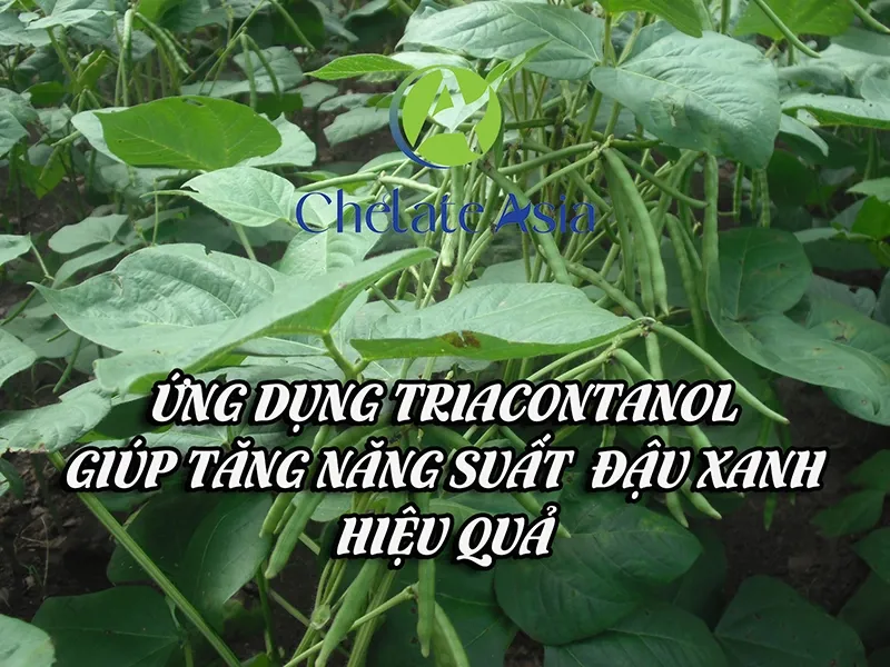 Ứng dụng triacontanol giúp tăng năng suất đậu xanh hiệu quả