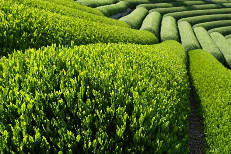 Quy trình kỹ thuật bón phân cho cây chè | Công ty Cổ Phần Khang Nông
